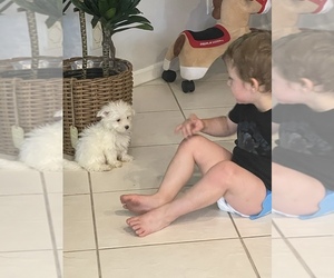 Maltese Puppy for sale in SOUTHWEST RANCHES, FL, USA