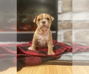 Olde English Bulldogge Puppy for sale in SMITHS GROVE, KY, USA