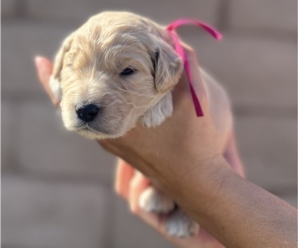 Medium Photo #6 Goldendoodle Puppy For Sale in PHOENIX, AZ, USA