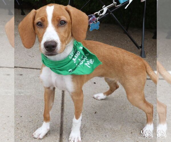 Medium Photo #3 Mutt Puppy For Sale in Washington, DC, USA