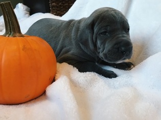 Great Dane Puppy for sale in WADSWORTH, IL, USA
