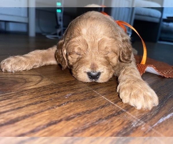 Medium Photo #12 Goldendoodle Puppy For Sale in RESACA, GA, USA