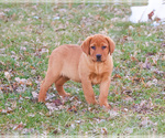 Small #2 Labrador Retriever