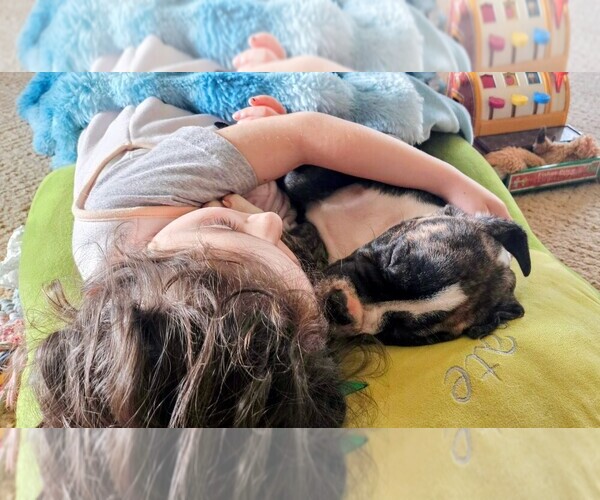 Medium Photo #3 Alapaha Blue Blood Bulldog Puppy For Sale in SHELOCTA, PA, USA