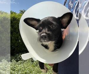 Chihuahua Dogs for adoption in Fort Lauderdale, FL, USA