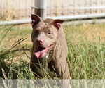 Small #1 American Pit Bull Terrier Mix