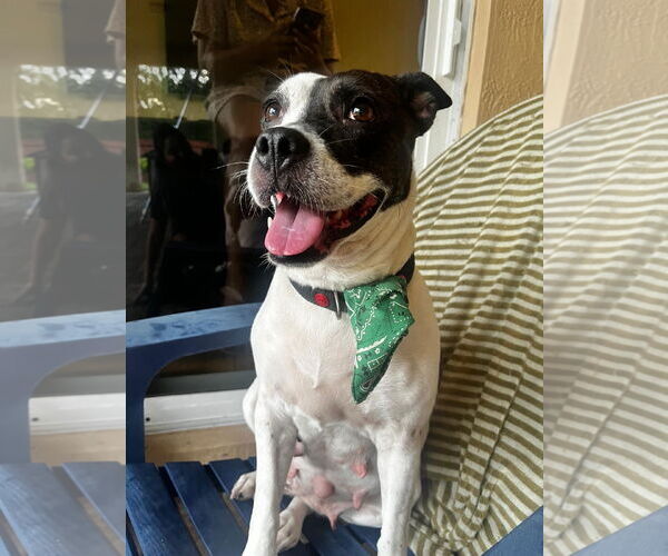 Medium Photo #1 Mutt Puppy For Sale in Miami, FL, USA