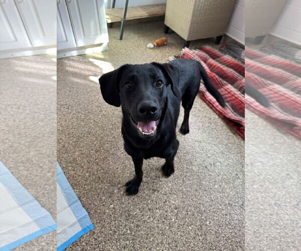 Medium Photo #2 Labrador Retriever-Unknown Mix Puppy For Sale in San Diego, CA, USA