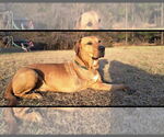 Small #1 Rhodesian Ridgeback Mix