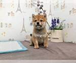 Small Photo #2 Shiba Inu Puppy For Sale in ROWLAND HEIGHTS, CA, USA