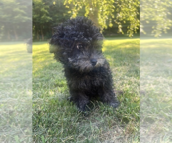 Medium Photo #18 Poodle (Miniature) Puppy For Sale in DURHAM, CT, USA