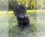 Small #17 Poodle (Miniature)