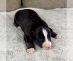 Small Photo #14 Australian Shepherd Puppy For Sale in SALISBURY, NC, USA
