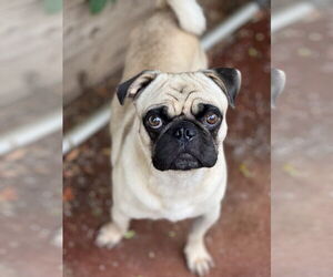 Malloy - Male Pug Dog for Adoption - Photo #5