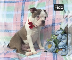 Boston Terrier Puppy for sale in MINERAL WELLS, WV, USA