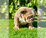 Small Photo #2 Bulldog Puppy For Sale in SAN DIEGO, CA, USA