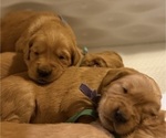 Small #17 Golden Retriever