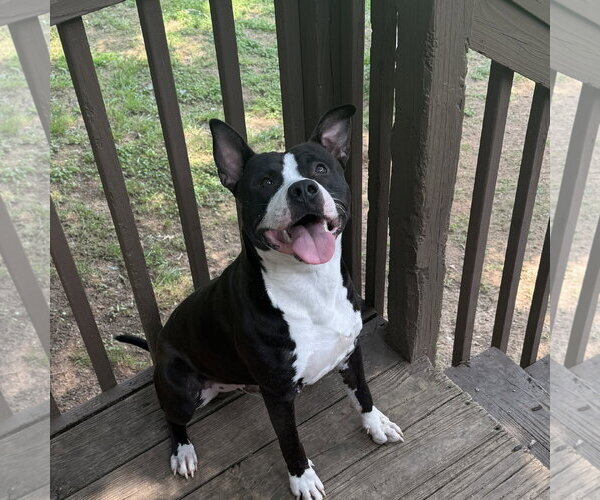 Medium Photo #1 Mutt Puppy For Sale in Yardley, PA, USA