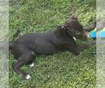 Small #1 Labrador Retriever Mix