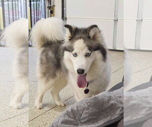 Eliza - ON HOLD - NO MORE APPLICATIONS - Female Siberian Husky Dog for Adoption - Photo #3