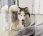 Small #2 Siberian Husky