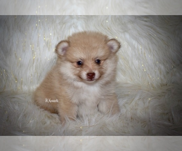 Medium Photo #1 Pomeranian Puppy For Sale in GRAYSON, LA, USA