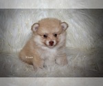 Small Photo #1 Pomeranian Puppy For Sale in GRAYSON, LA, USA
