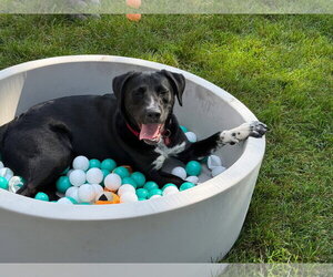 Vader Dot *LOCAL* *MEET ME* - Male Labrador Retriever-Unknown Mix Dog for Adoption - Photo #3