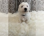 Puppy Puppy 5 Bichon Frise