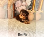 Small #6 YorkiePoo
