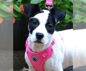 Mutt Dogs for adoption in Enfield, CT, USA