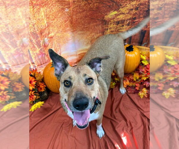 Medium Photo #8 Mutt Puppy For Sale in Bryant, AR, USA