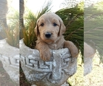Small Photo #8 Goldendoodle Puppy For Sale in PROSPECT, VA, USA