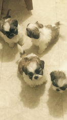Mother of the Shih Tzu puppies born on 06/24/2017