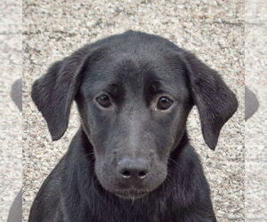 Mutt Dogs for adoption in Huntley, IL, USA