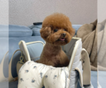 Small Photo #1 Poodle (Toy) Puppy For Sale in BURKE, VA, USA