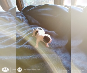 Medium Boston Terrier