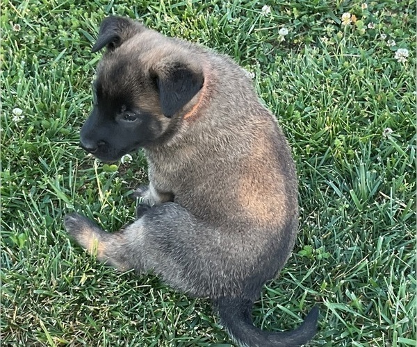 Medium Photo #1 Belgian Malinois Puppy For Sale in LINCOLNTON, NC, USA
