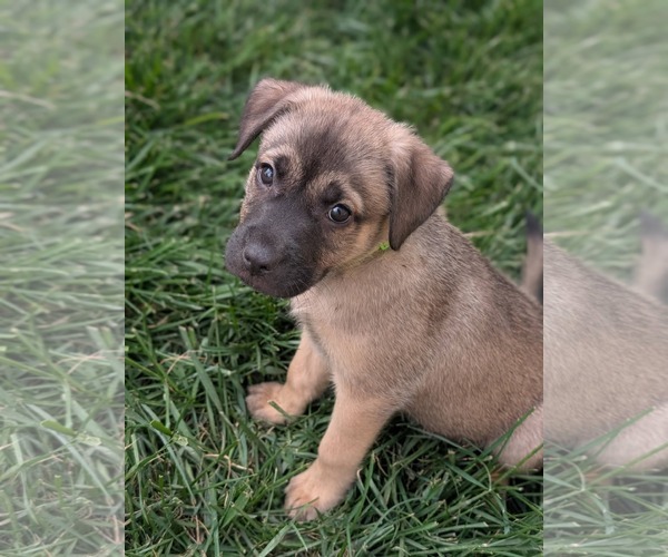 Medium Photo #4 Mutt Puppy For Sale in Holly Springs, NC, USA