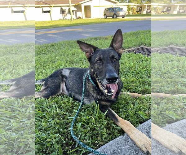 Medium Photo #5 German Shepherd Dog Puppy For Sale in Plantation, FL, USA