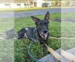 Small #4 German Shepherd Dog