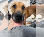 Small #13 Labrador Retriever Mix