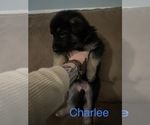 Small Photo #4 German Shepherd Dog Puppy For Sale in GREER, SC, USA
