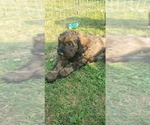 Small Photo #14 Aussiedoodle Miniature -Poodle (Miniature) Mix Puppy For Sale in OTTAWA, OH, USA