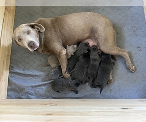 Mother of the Labrador Retriever puppies born on 08/12/2022
