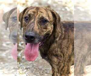 Mutt Dogs for adoption in Crandall, GA, USA