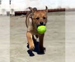 Small #3 Mutt