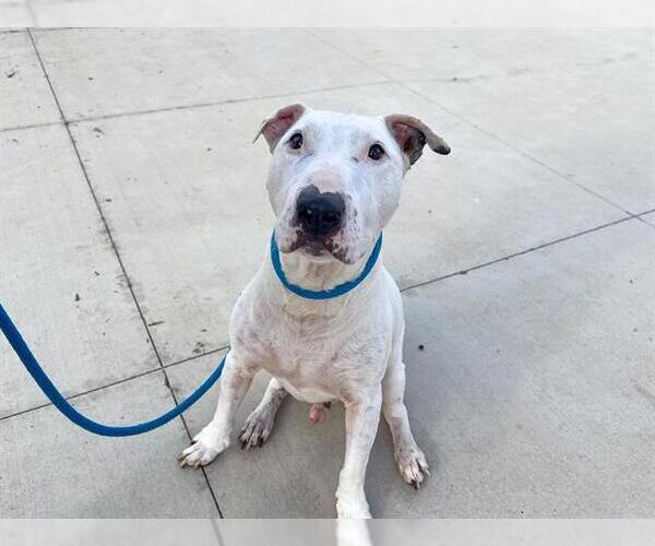 Medium Photo #2 Bull Terrier Puppy For Sale in Orange, CA, USA
