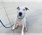 Small #1 Bull Terrier