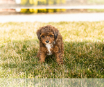 Small Photo #7 Poodle (Miniature) Puppy For Sale in MILLERSBURG, IN, USA